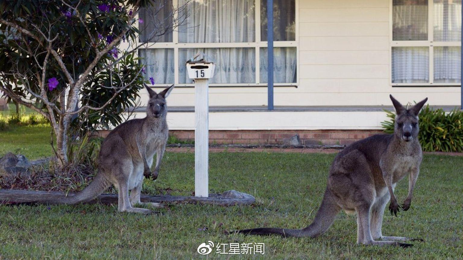 继丹麦生蚝和美国鲤鱼之后 吃货该去澳洲吃袋鼠了