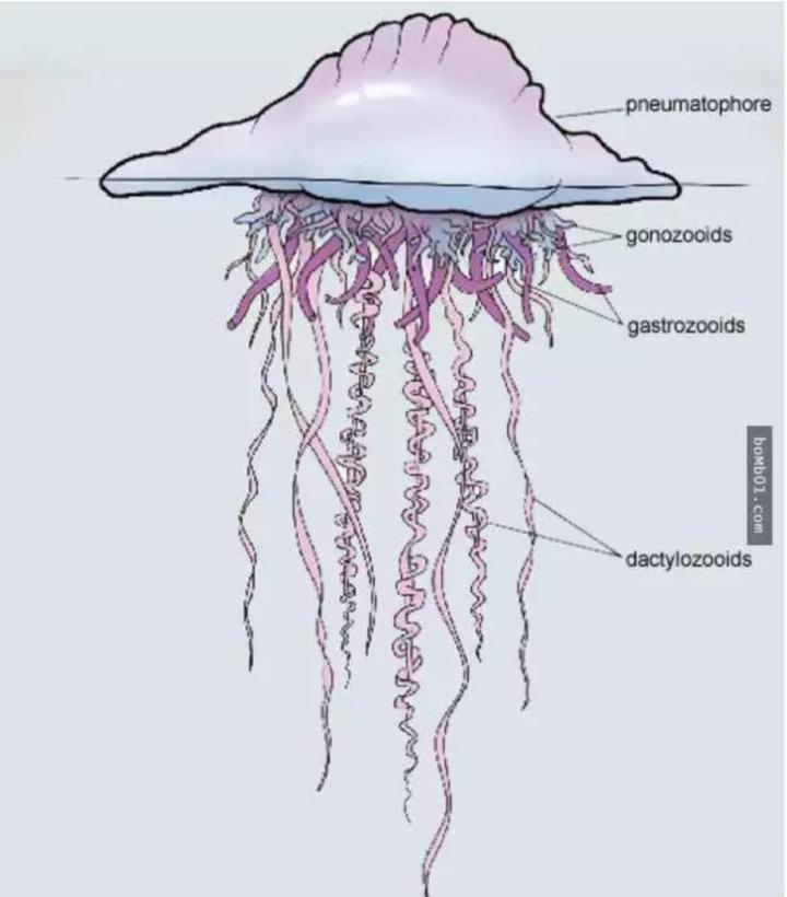 僧帽水母是由四种水螅体组成的(来源:果壳网)
