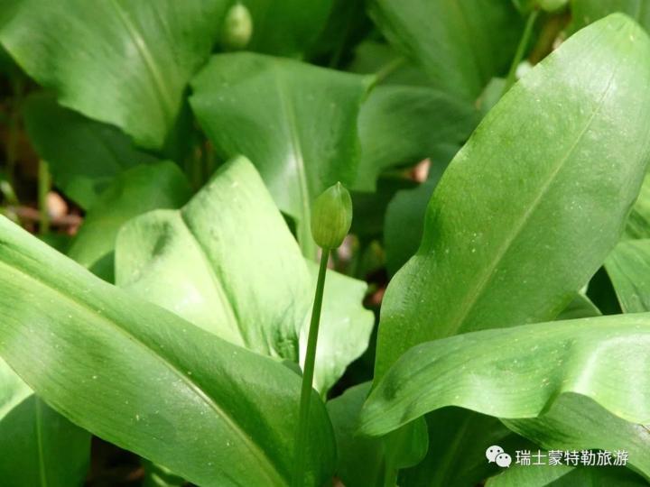 欧洲的野韭菜是一种野生的草本植物,为野生韭黄的近缘种,学名叫熊葱