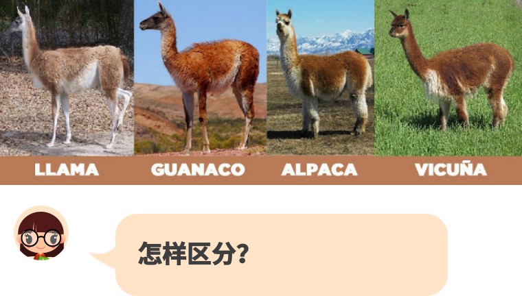 羊驼有骆马(llama,阿尔帕卡(alpaca,维口纳(vicuna)和干纳柯(guana