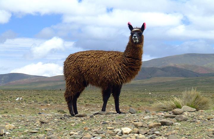 llama