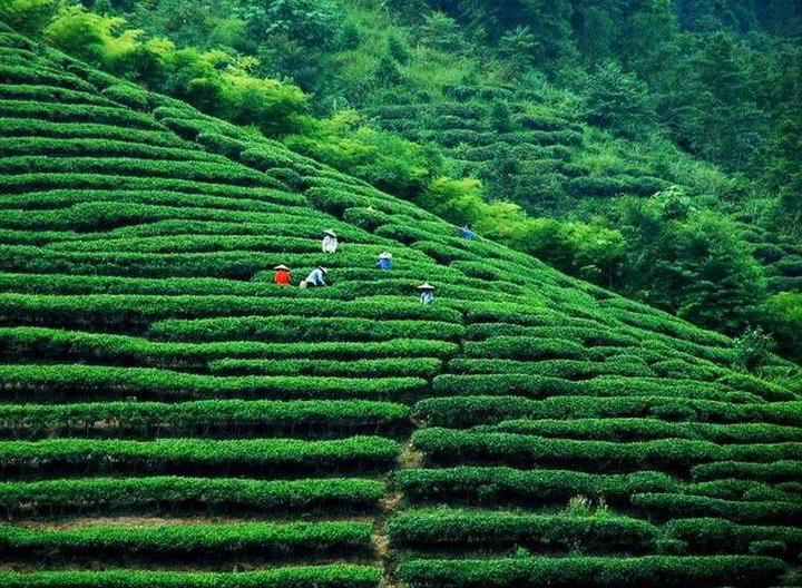 福建省高山茶陆续上市 但受降温影响减产严重