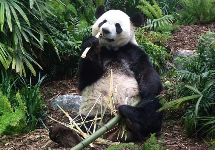 大熊猫于卡加利动物园首次向公众亮相 新加坡 新闻 华人头条 