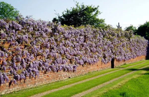 紫藤花开好了!英国这些拍照圣地,仙气满满啊.
