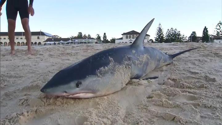 一条死亡的灰鲭鲨被冲上邦迪海滩.(9号台图片)