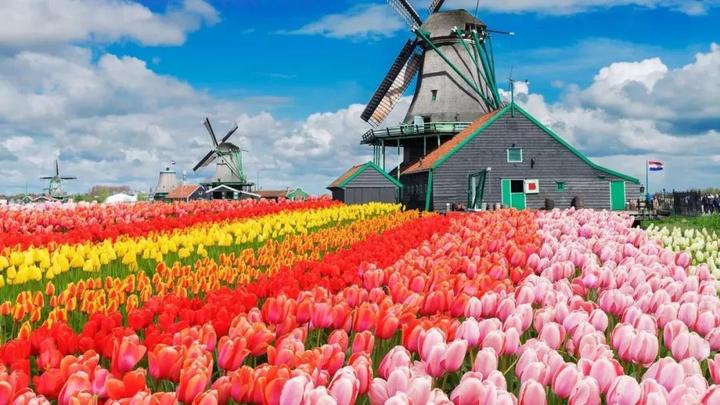 首页 新闻 正文    荷兰,以风车,郁金香,奶酪闻名世界;被誉为"鲜花之