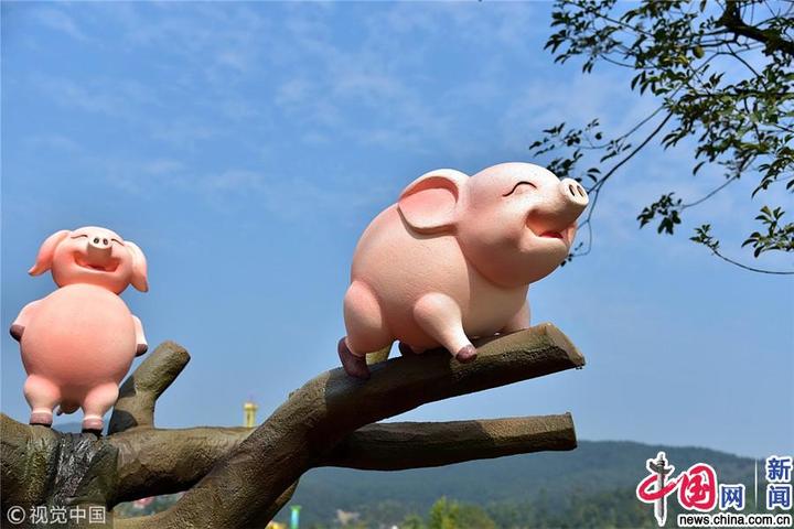 广东:500头猪营造春节气氛 "母猪上树"成网红景点