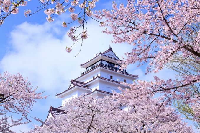 待到樱花烂漫时我正在日本花期预测