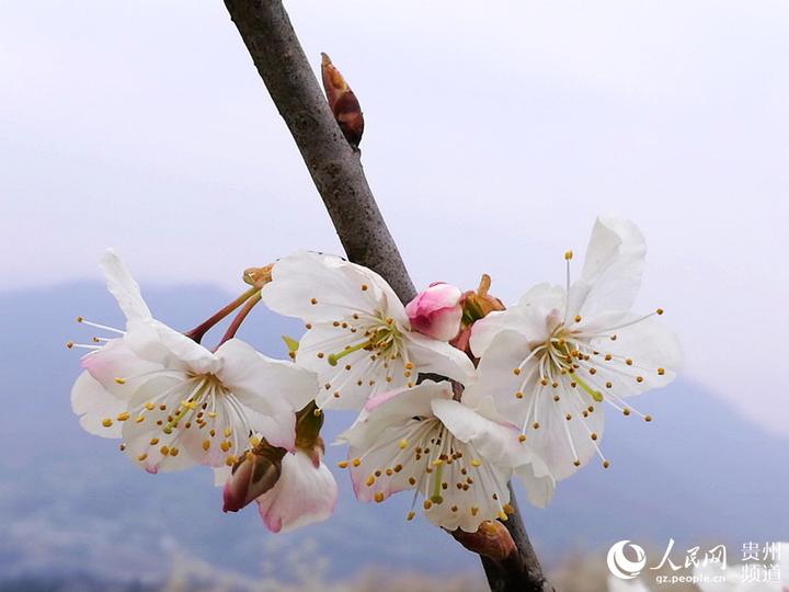 纳雍县总溪河畔玛瑙红樱桃花开正艳