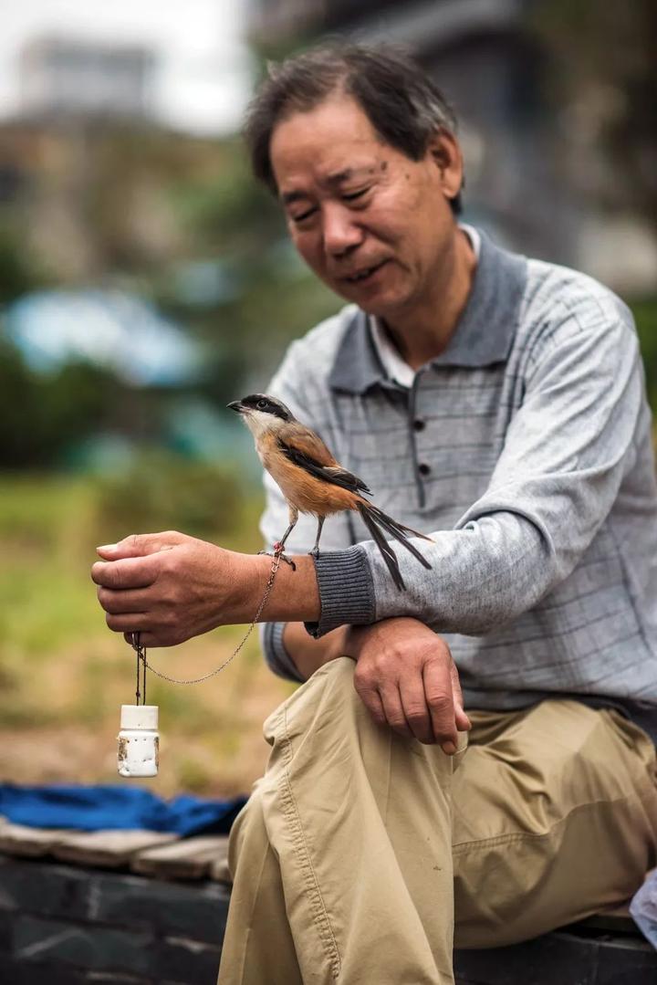 洛阳遛鸟图鉴:你要它的嘴儿,它要你的腿儿 | 豫记