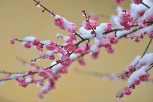 雨后春:隔世的雪梅留一朵梅花在冬天,南方的雪迟迟落不下来,我就成了